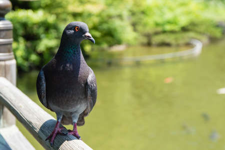 Pigeon Close-Upの写真素材