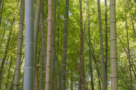 Bamboo treesの写真素材