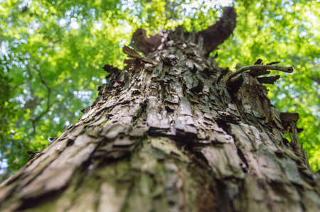 Low Angle Shot of Treebark, Narita Japanの写真素材