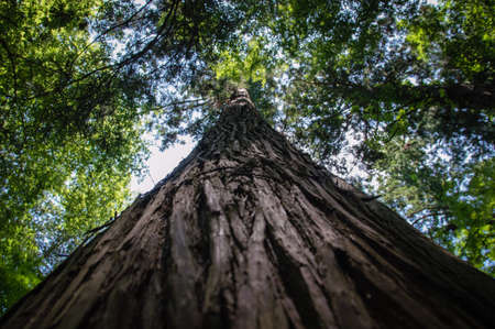 Low Angle Shot of Treebark, Narita Japanの写真素材