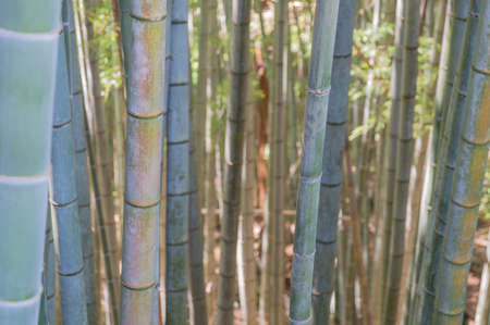 Bamboo treesの写真素材