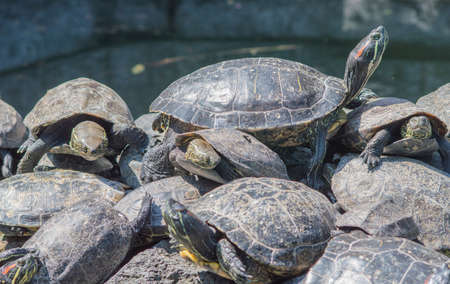 Many turtles sunbathing on a rock in a lake in Narita, Japan