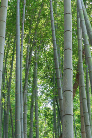 Bamboo Forestの写真素材