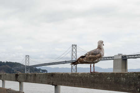 Gull and Bay Bridgeの写真素材