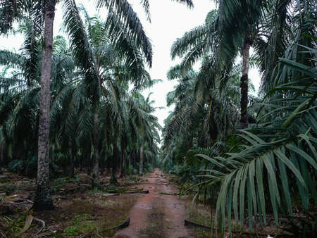 Palm Oil Estateの写真素材