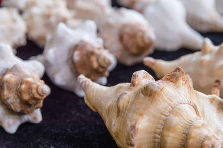 Close up of Seashells  on a Market souvenir stand.
