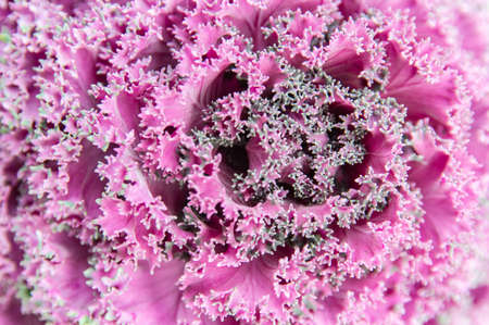 Macro of a pink Cabbage Flowerの写真素材