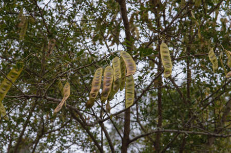 Carob pods on the carob tree ( Ceratonia siliqua )の写真素材