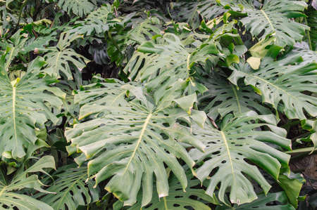 Tropical Foliageの写真素材