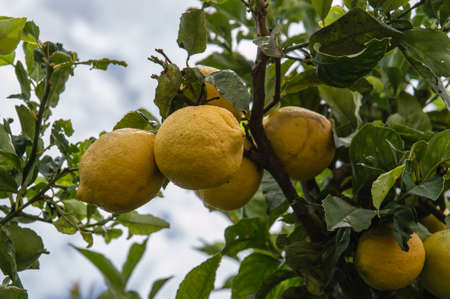 Lemon tree branch with lemons and leaves in background.の写真素材