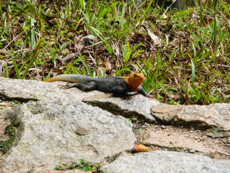 red head lizard