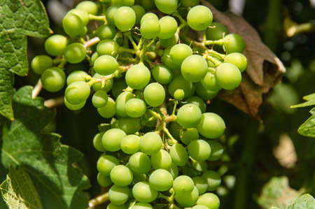 Green unripe grapeの写真素材