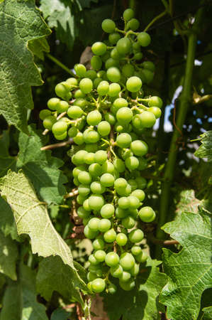 Green unripe grapeの写真素材