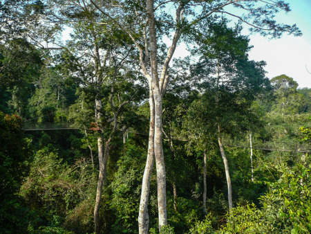 Canopy Walkway in Ghanaの写真素材