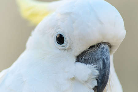 Sulphur Crested Cockatoo close up.の写真素材