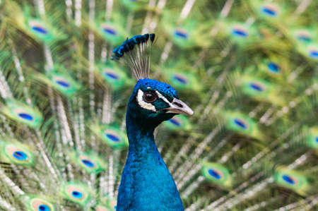 Portrait of Peacock with Feathers Outの写真素材