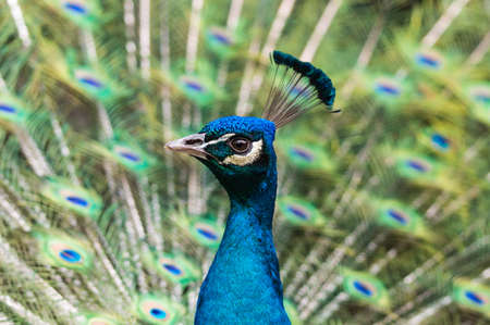 Portrait of Peacock with Feathers Outの写真素材