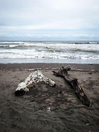 Tree trunks on the beachの写真素材