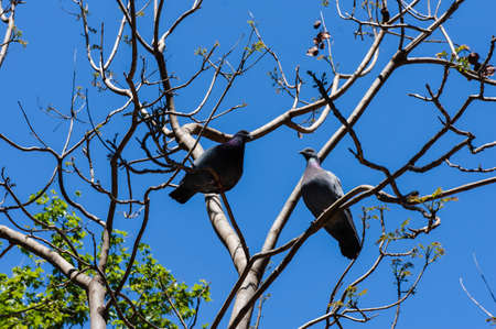 A pair of mourning doves perched in a tree.の写真素材