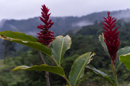 tropical flowerの写真素材
