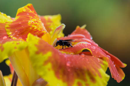 Orchid and Insectの写真素材