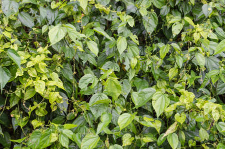 Find The Gecko  の写真素材