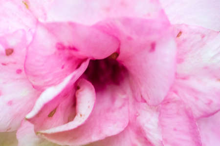 Pink Flower Macroの写真素材