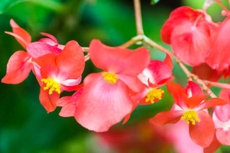 Close up of Red Orchidの写真素材