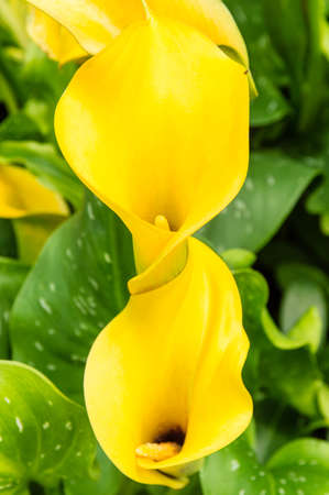 Yellow Flowerの写真素材