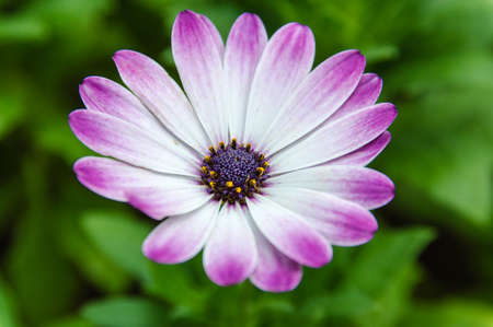 Asteraceae or Compositae の写真素材