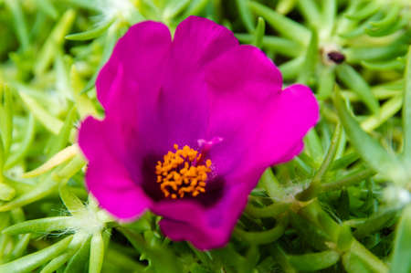 purple tropical flowerの写真素材