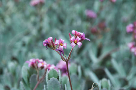 Small flowers 