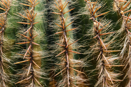 a close-up view of cactusの写真素材