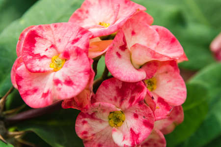 Lacecap Hydrangeaの写真素材