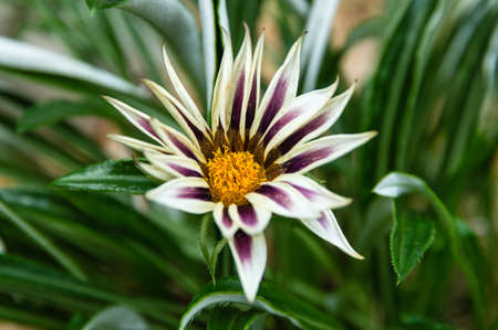 tropical Flowerの写真素材