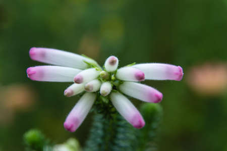 tropical Flowerの写真素材