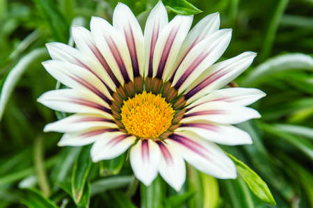Tropical Flowerの写真素材