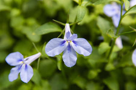 purple orchidの写真素材