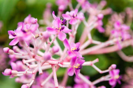 Tropical Flowerの写真素材