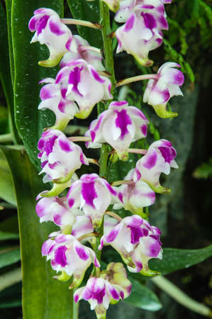 Orchidsの写真素材