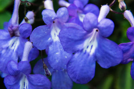 Purple Orchidsの写真素材