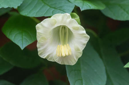 Paphiopedilumの写真素材