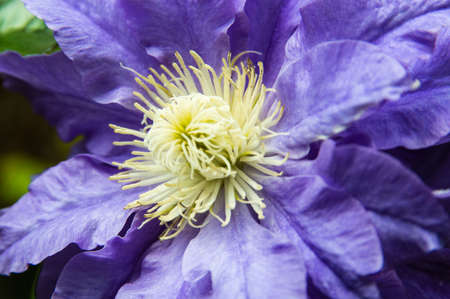 nympheaの写真素材