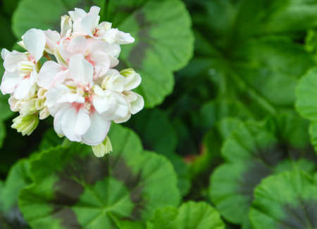 white flower Phloxの写真素材