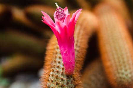 Golden Rat Tail Cactus Flowerの写真素材