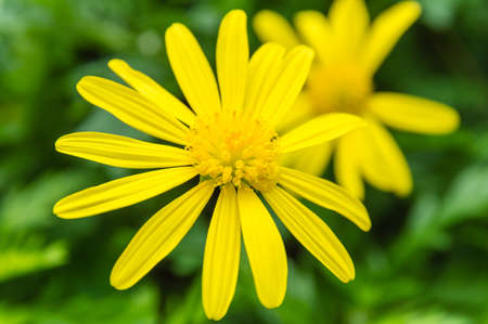 Yellow Flower