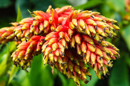 close up picture in Singapore Gardens by the bay of tropical flower for backgroundの写真素材