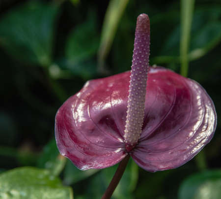Purple anthurium (Flamingo flower)の写真素材