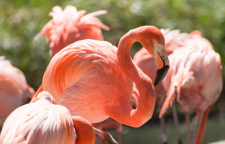 Flamingosの写真素材