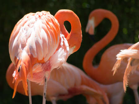 Flamingo Close upの写真素材